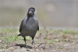 <p>KAVKA OBECNÁ (KAVKA OBECNÁ (Corvus monedula) Rumburk</p>